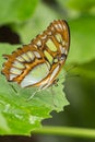 Malachite Butterfly on green plants