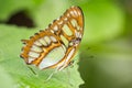 Malachite Butterfly on green plants