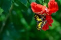 Malachite butterfly on Hibiscus flower