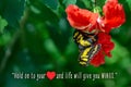 Malachite butterfly on red Hibiscus flower inspirational quote