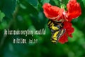 Malachite butterfly on Hibiscus flower Religious Quote - Ecclesiastes 3:11 Royalty Free Stock Photo