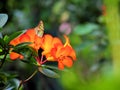 Malachite butterfly on orange flowers