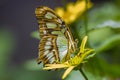 Malachite Butterfly Profile