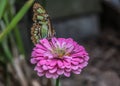 Malachite Butterfly Resting on a Pink Flower