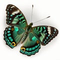 Malachite butterfly Siproeta stelenes. Beautiful Butterfly in Wildlife. Isolate on white background Royalty Free Stock Photo