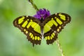 Malachite Butterfly Siproeta stelenes