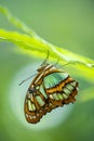 Malachite butterfly (Siproeta stelenes) Royalty Free Stock Photo