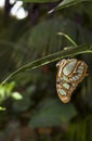 Malachite Butterfly Royalty Free Stock Photo
