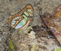 Malachite butterfly (Siproeta stelenes) on the sand Royalty Free Stock Photo