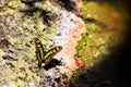 Malachite butterfly (upper side)