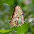 Malachite butterfly with wings closed