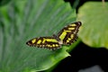 Malachite Butterly Siproeta stelenes Royalty Free Stock Photo