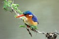 Malachite Kingfisher Royalty Free Stock Photo