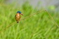 The Malachite Kingfisher