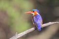 Malachite Kingfisher Royalty Free Stock Photo