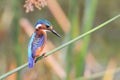 Malachite Kingfisher Royalty Free Stock Photo