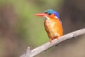 Malachite Kingfisher Royalty Free Stock Photo