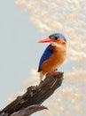 Malachite Kingfisher Royalty Free Stock Photo