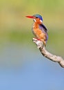 Malachite Kingfisher Royalty Free Stock Photo