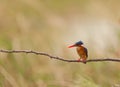 A Malachite KIngfisher Royalty Free Stock Photo
