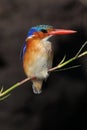 Malachite Kingfisher