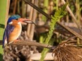 Malachite Kingfisher Royalty Free Stock Photo