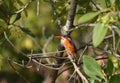 Malachite Kingfisher Royalty Free Stock Photo