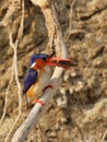 Malachite Kingfisher Royalty Free Stock Photo