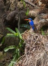 Malachite kingfisher