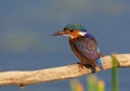 Malachite Kingfisher (Alcedo cristata) Royalty Free Stock Photo