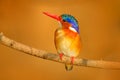 Malachite Kingfisher, Alcedo cristata, detail of exotic African bird sitting on the branch in green nature habitat, Botswana, Afri