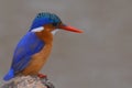 Malachite Kingfisher (Alcedo cristata) in Kruger National Park Royalty Free Stock Photo