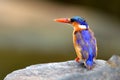 Malachite Kingfisher (Alcedo cristata) Royalty Free Stock Photo