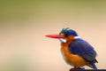 Malachite Kingfisher (Alcedo cristata) Royalty Free Stock Photo