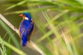 Malachite Kingfisher (Alcedo cristata)