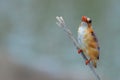 Malachite Kingfisher (Alcedo cristata)