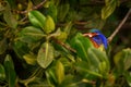 Malachite Kingfisher - Alcedo cristata Royalty Free Stock Photo
