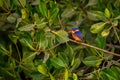 Malachite Kingfisher - Alcedo cristata Royalty Free Stock Photo