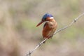 Malachite Kingfisher Royalty Free Stock Photo