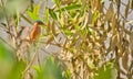 A Malachite Kingfisher on ambush Royalty Free Stock Photo