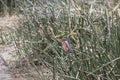 Malachite kingfisher on banks of Kazinga Channel, Queen Elizabe