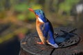 Malachite Kingfisher Bird Royalty Free Stock Photo