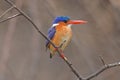 Malachite Kingfisher, close-up, on branch with brown background