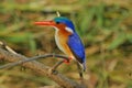 Malachite Kingfisher, close-up, on branch with green background