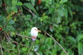 Malachite Kingfisher Royalty Free Stock Photo