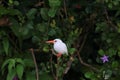 Malachite Kingfisher Royalty Free Stock Photo