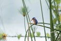 Malachite kingfisher, corythornis cristatus, Alcedo cristata Royalty Free Stock Photo