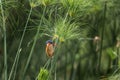 Malachite kingfisher, corythornis cristatus, Alcedo cristata Royalty Free Stock Photo