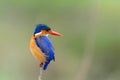 Malachite kingfisher in Kruger National Park in South Africa. Green Royalty Free Stock Photo