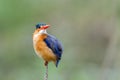 Malachite kingfisher in Kruger National Park in South Africa. Green Royalty Free Stock Photo